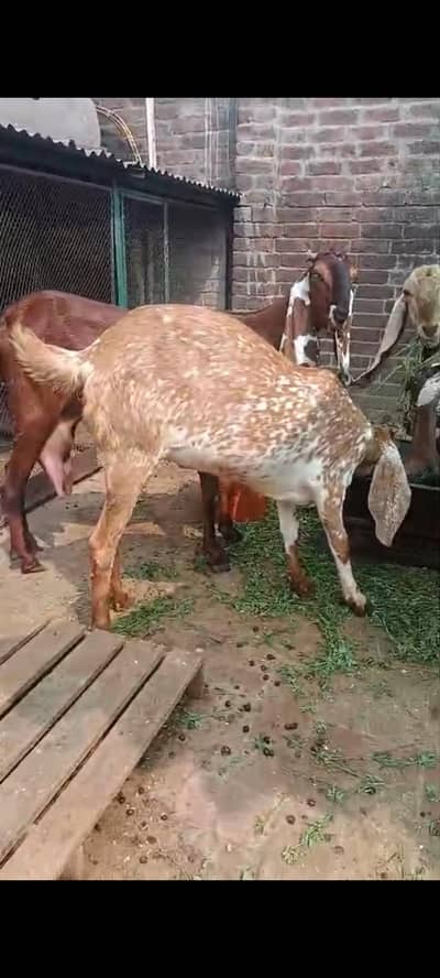 GABAN GOAT FOR SALE