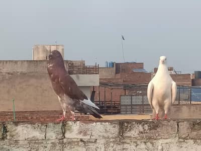 male female ha