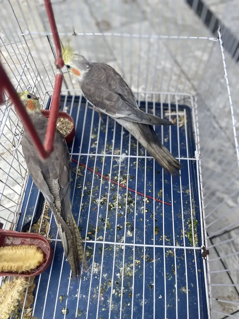 Males ha — photo 3