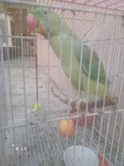 Heath and beautiful parrot
