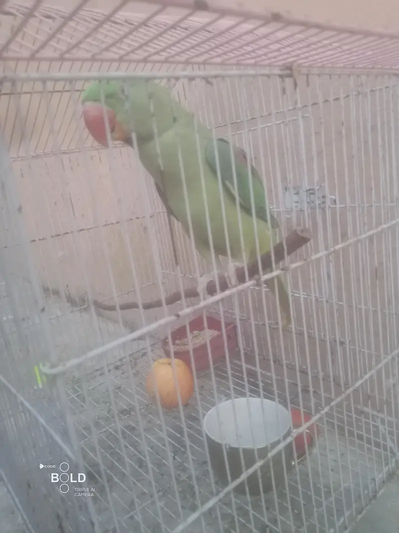 Heath and beautiful parrot — photo 2