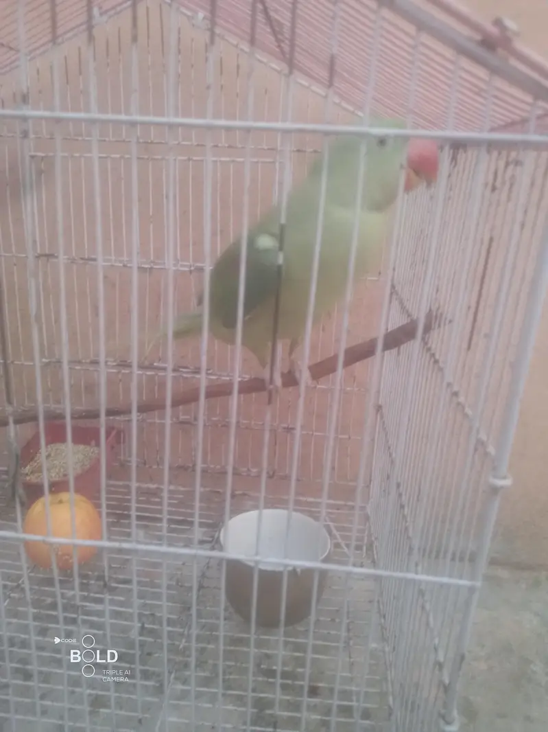 Heath and beautiful parrot — photo 3