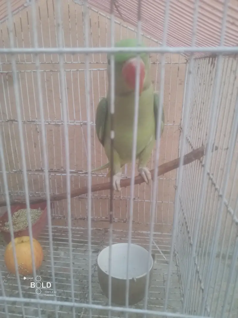 Heath and beautiful parrot — photo 4