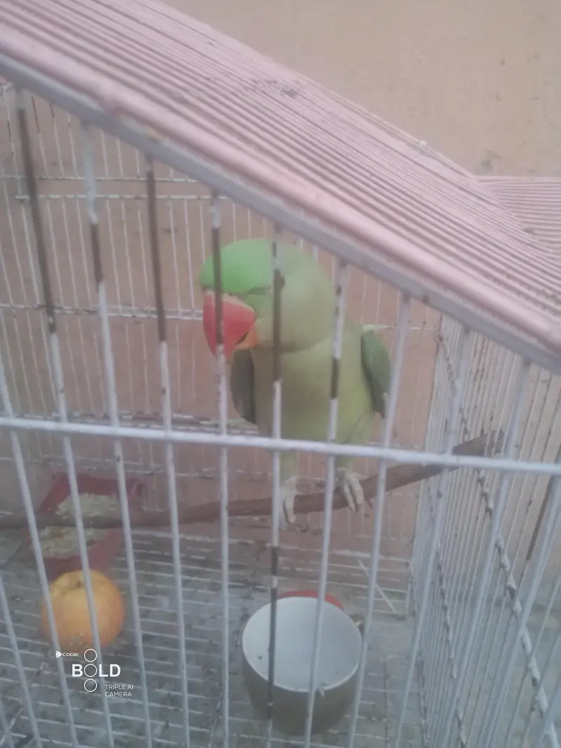 Heath and beautiful parrot — photo 5