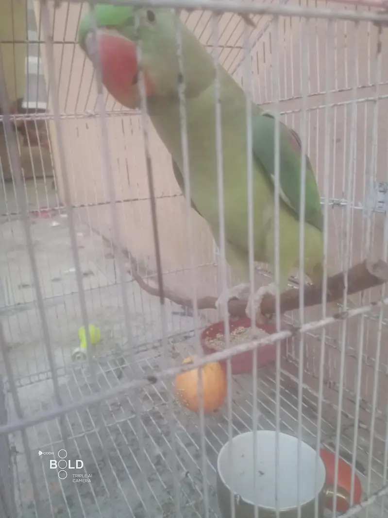 Heath and beautiful parrot — photo 6