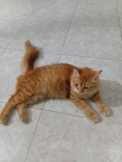 Half Persian Orange Cat