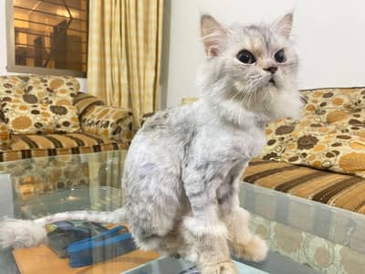 Persian Cats