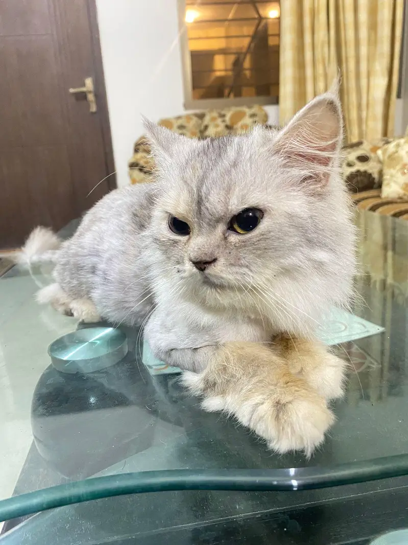 Persian Cats — photo 2