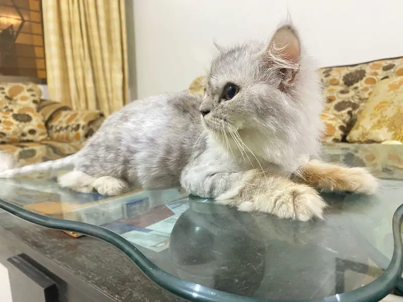 Persian Cats — photo 3