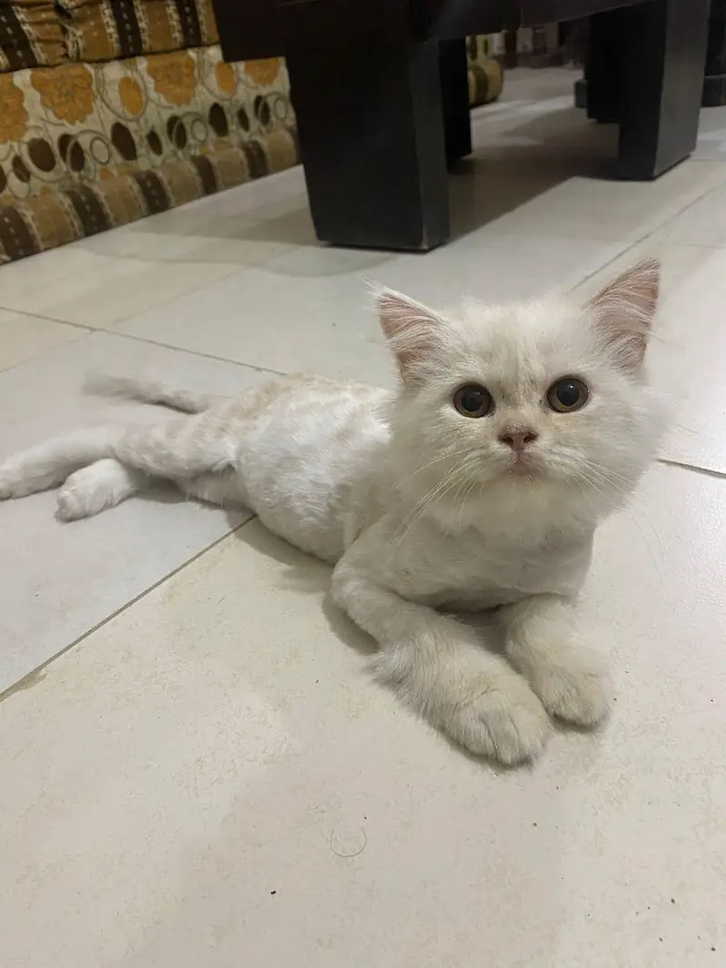 Persian Cats — photo 4