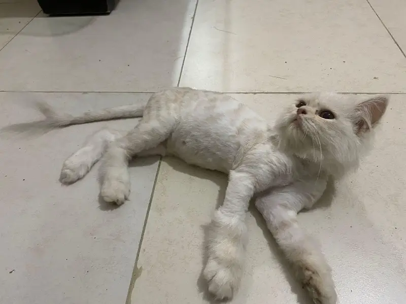 Persian Cats — photo 5