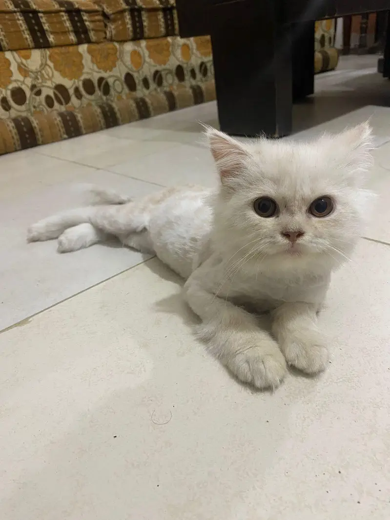 Persian Cats — photo 6