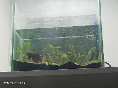 betta fish and planted aquarium available