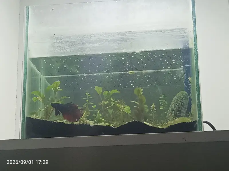 betta fish and planted aquarium available