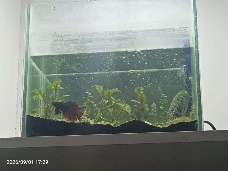 betta fish and planted aquarium available — photo 2