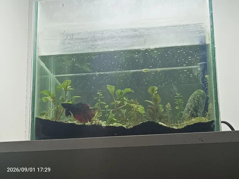 betta fish and planted aquarium available — photo 3