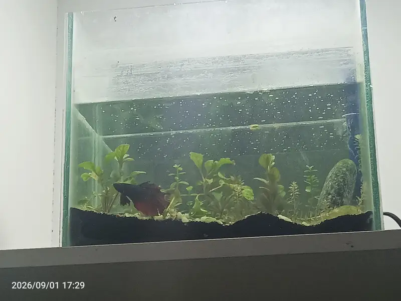 betta fish and planted aquarium available — photo 4