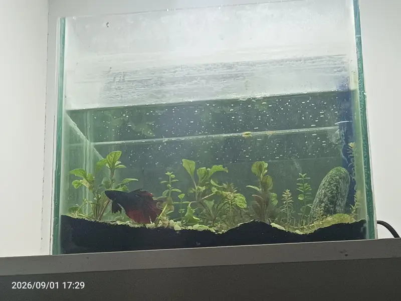 betta fish and planted aquarium available — photo 5