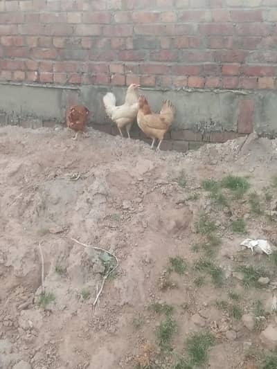 hens golden misri dasi