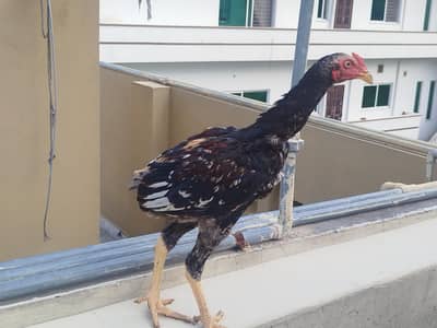 Aseel phata phati for Sale