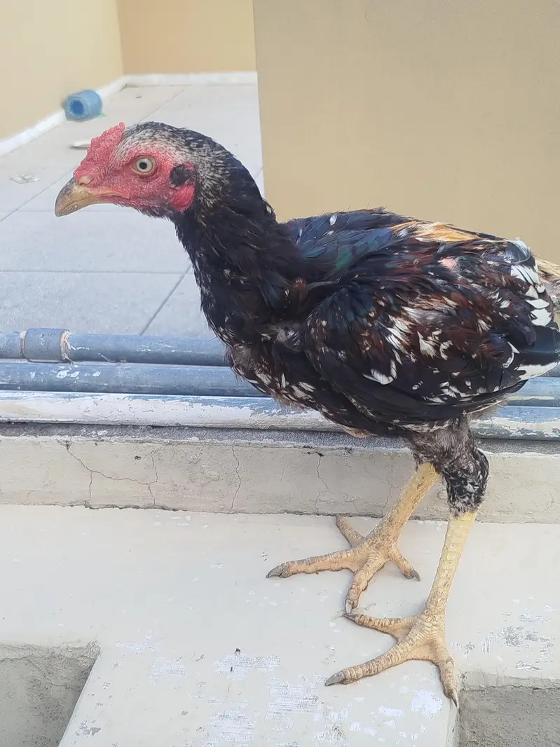 Aseel phata phati for Sale — photo 2