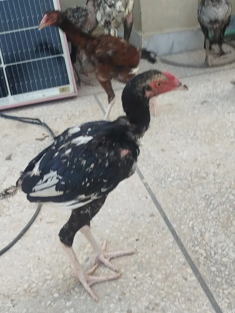 Aseel phata phati for Sale — photo 6