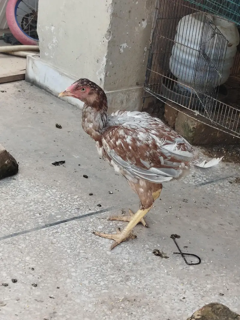 Aseel phata phati for Sale — photo 7
