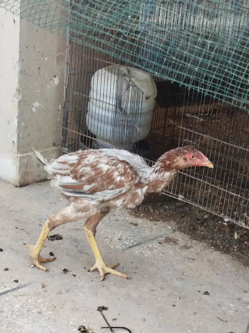 Aseel phata phati for Sale — photo 8