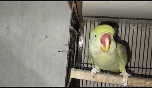 Raw parrot