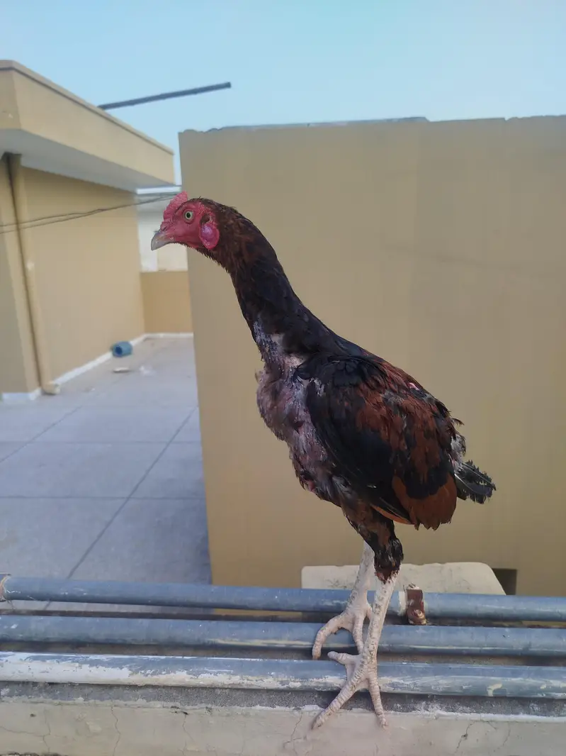 Aseel phata phati for Sale — photo 10