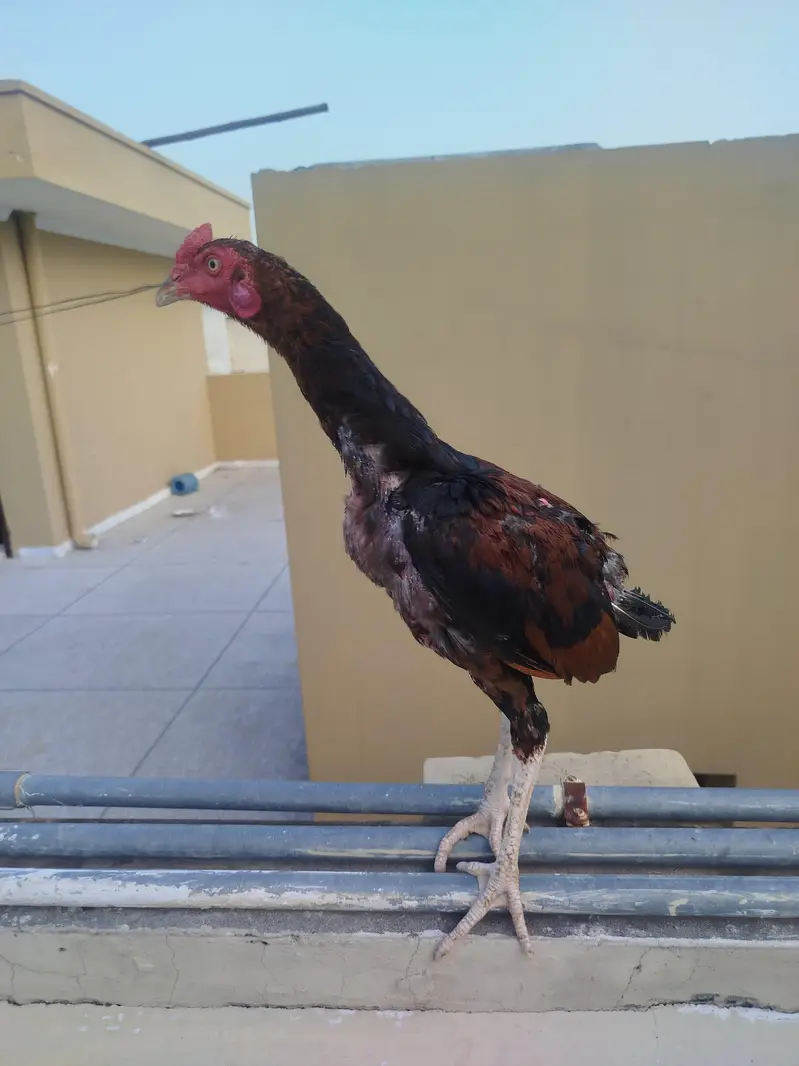 Aseel phata phati for Sale — photo 11