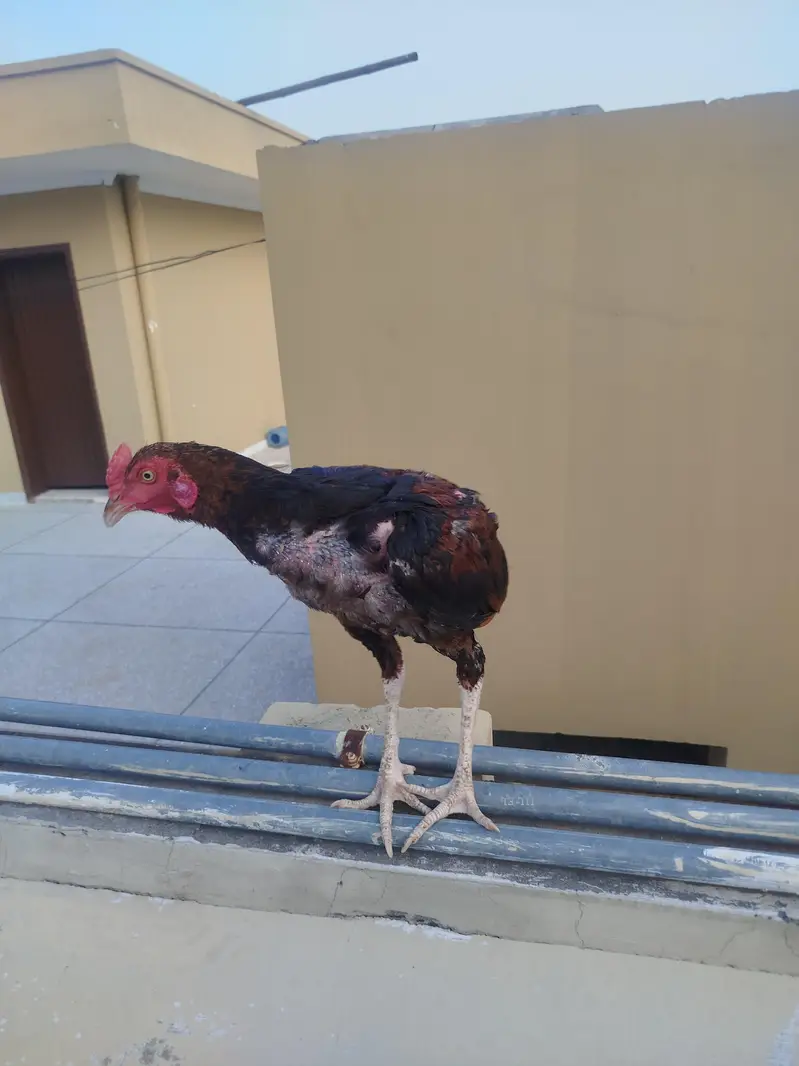 Aseel phata phati for Sale — photo 12