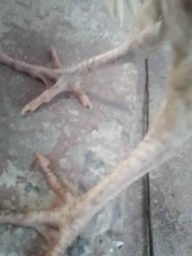 cross aseel murga — photo 2