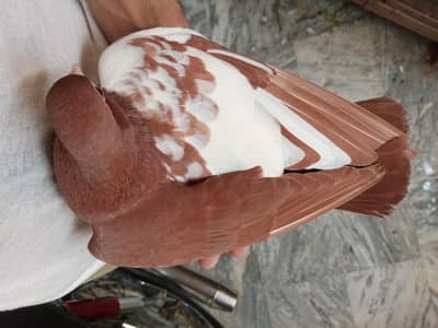 Lal Khal Chap Breeder Male