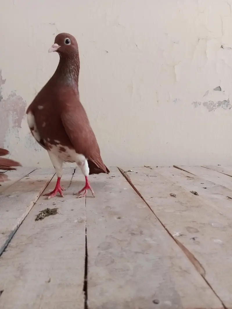 Lal Khal Chap Breeder Male — photo 2