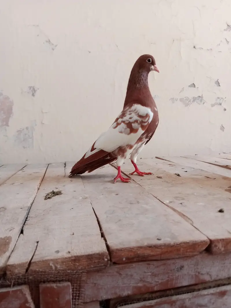 Lal Khal Chap Breeder Male — photo 3