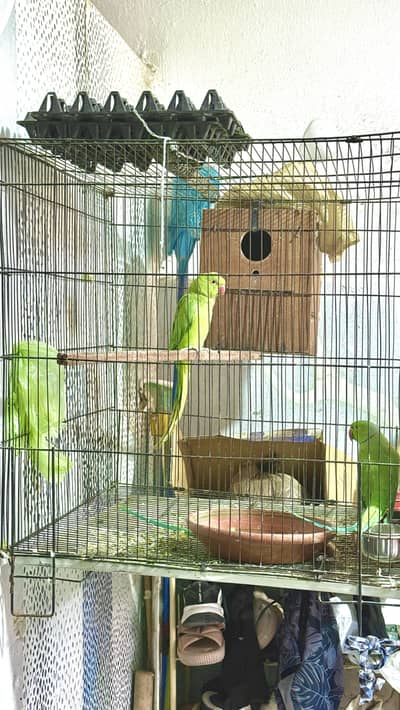 Raw parrots for sell