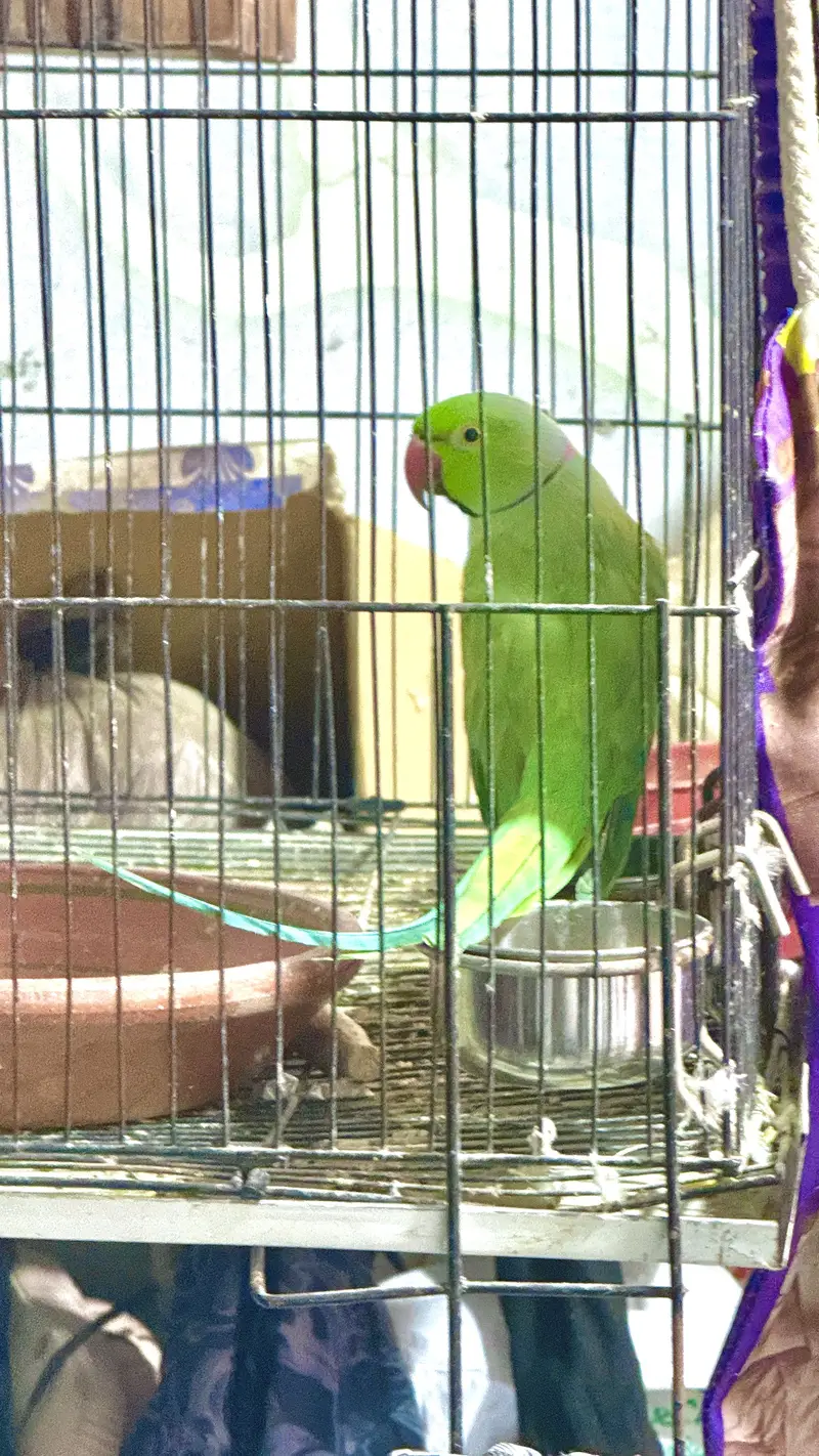 Raw parrots for sell — photo 2