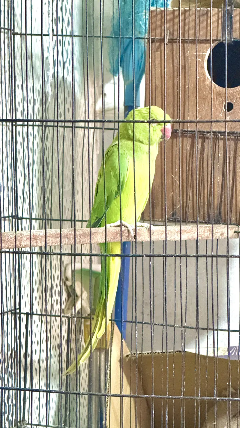 Raw parrots for sell — photo 3