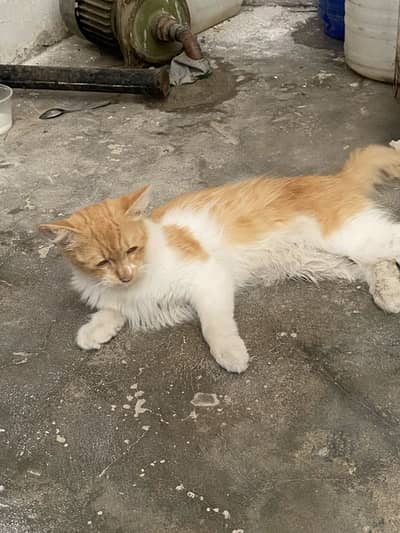 tane cat ha argent sale
