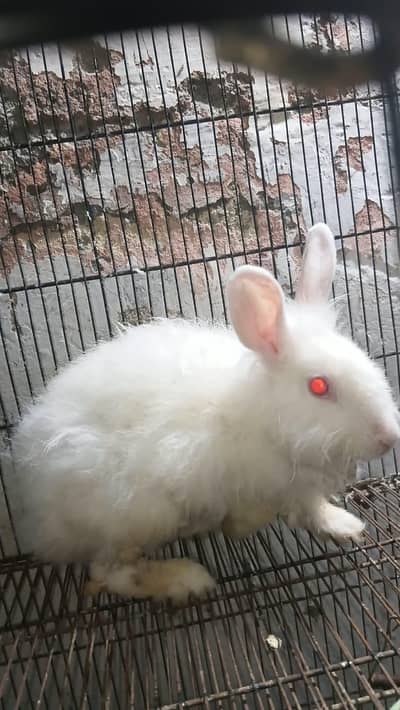 Angora red eyes breed pair