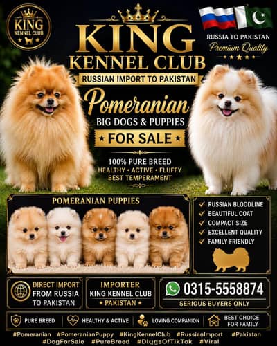 pomeranian