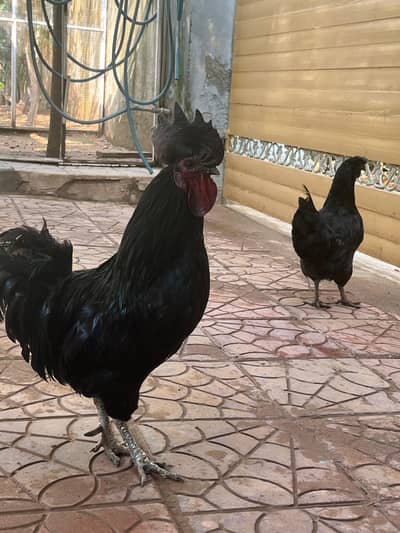 all hens sale urgent home breed for sale