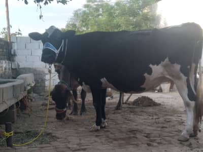 Walayti cow for sale.
