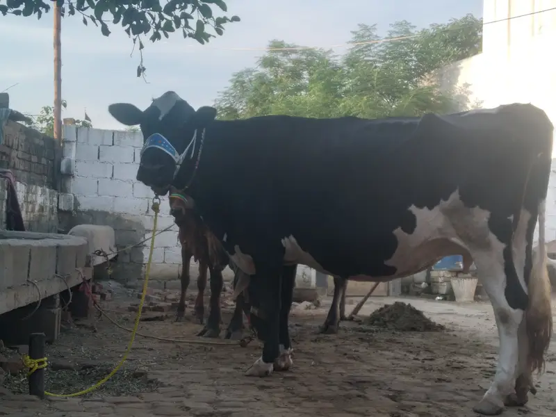 Walayti cow for sale. — photo 2