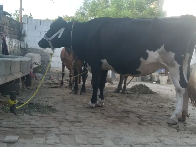 Walayti cow for sale. — photo 3