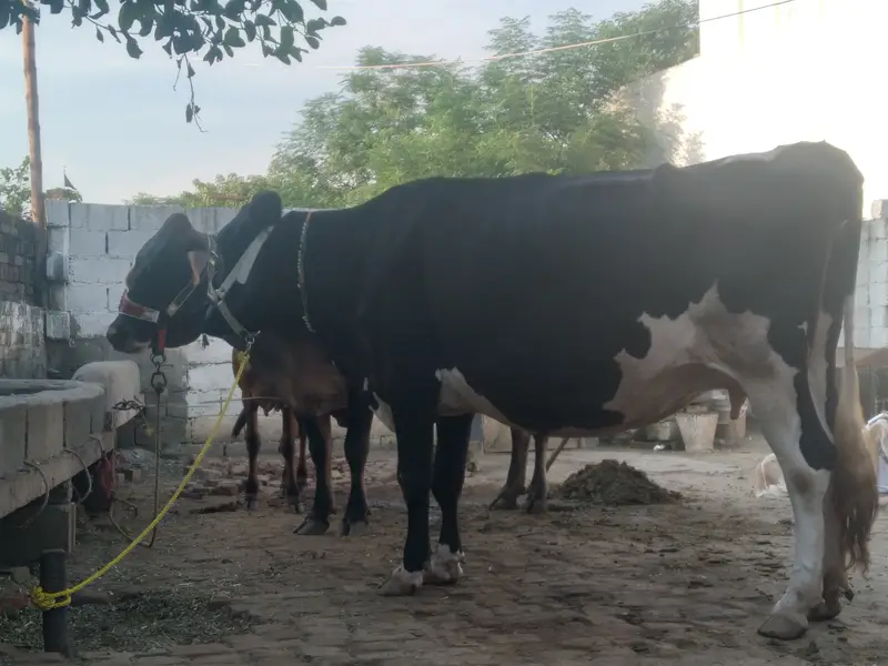 Walayti cow for sale. — photo 4