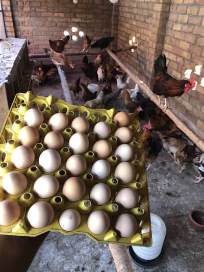 Home desi eggs