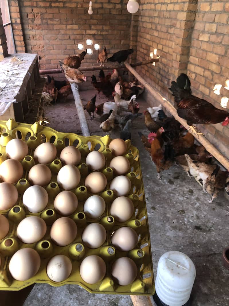 Desi eggs 4