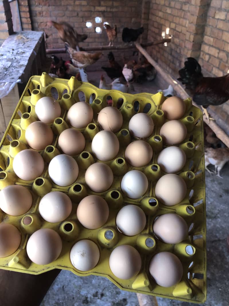 Desi eggs 9